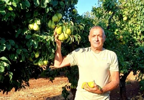 ירון בלחסן מנכל  ארגון מגדלי הפירות בישראל במטעי רמות נפתלי-