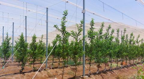 מטע תפוח צעיר בעיצוב קיר פירותי