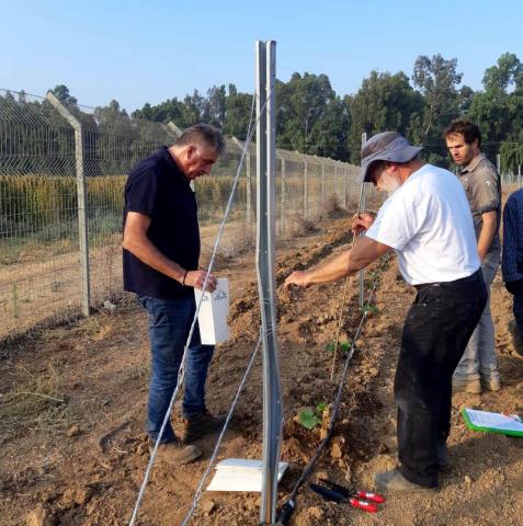 נטיעת חלקות אקלום בחוות המטעים