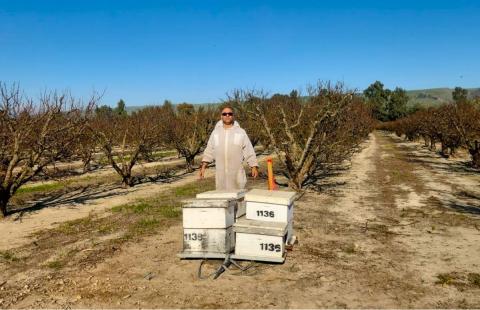 עמית יוסף מציב כוורות
