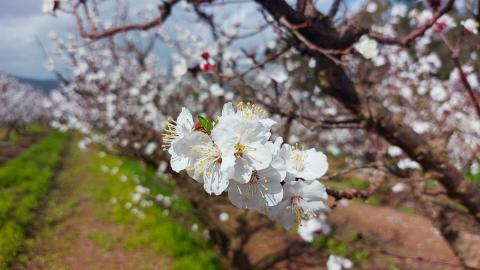 פריחת מטע משמש ביסוד המעלה