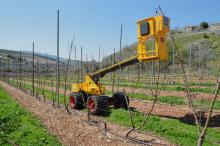 במת קטיף של חב' אפרון ‏‏ -