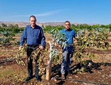 ירון בלחסן ופלג אוריון - במטע העקור במעלה גמלא